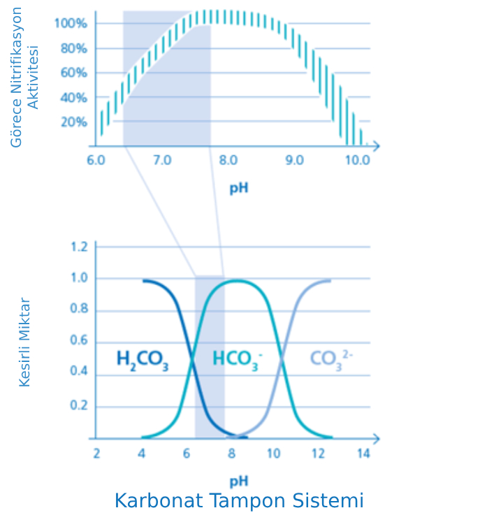 Nitrifikasyon Aktivitesinin pH İle İlişkisi