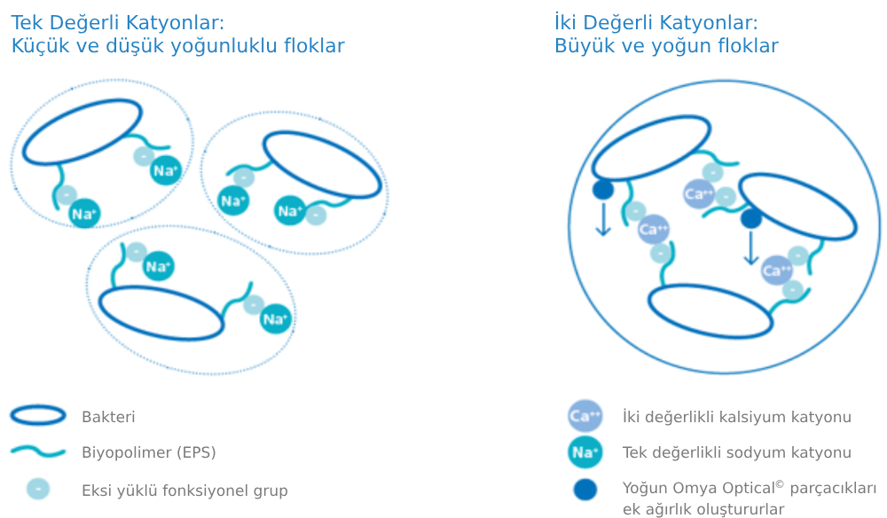 Flok Oluşumu ve Sedimentasyon